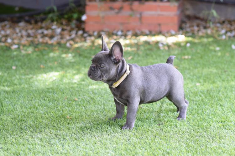 cachorros_bulldog_frances_blue.jpg