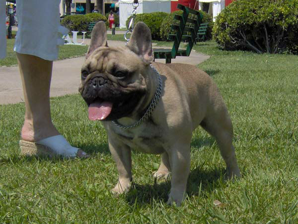 el mejor macho de bulldog frances, fozzy.jpg