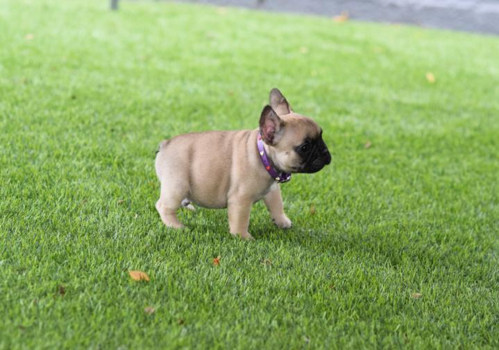 donde comprar un cachorro de bulldog frances.jpg